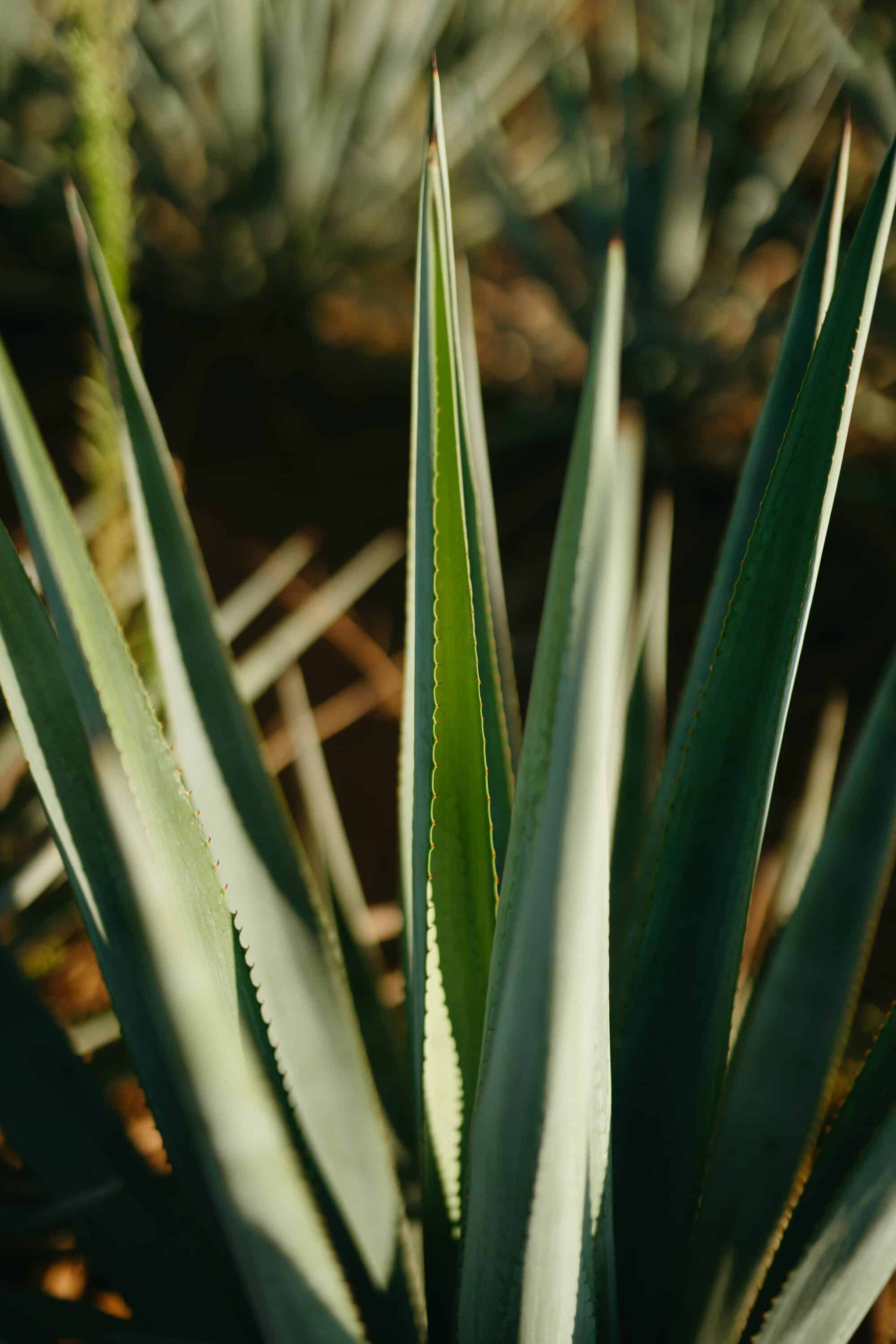 Tequila “Spirits” and the craft behind Blue Agave Top Class Tequilas
